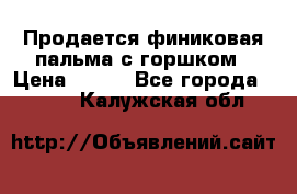 Продается финиковая пальма с горшком › Цена ­ 600 - Все города  »    . Калужская обл.